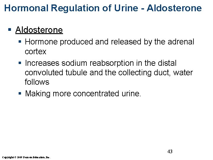 Hormonal Regulation of Urine - Aldosterone § Hormone produced and released by the adrenal