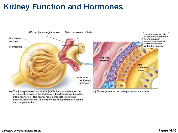 Kidney Function and Hormones Copyright © 2009 Pearson Education, Inc. Figure 16. 10 
