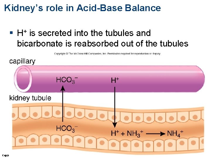 Kidney’s role in Acid-Base Balance § H+ is secreted into the tubules and bicarbonate