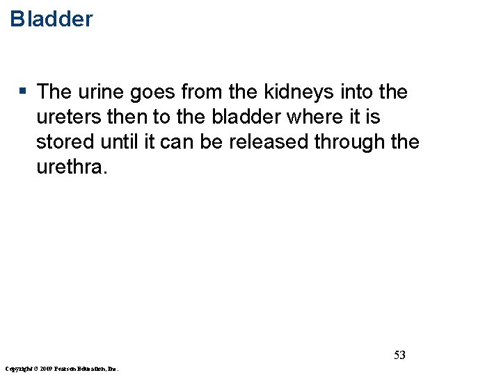 Bladder § The urine goes from the kidneys into the ureters then to the