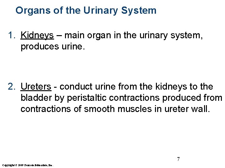 Organs of the Urinary System 1. Kidneys – main organ in the urinary system,