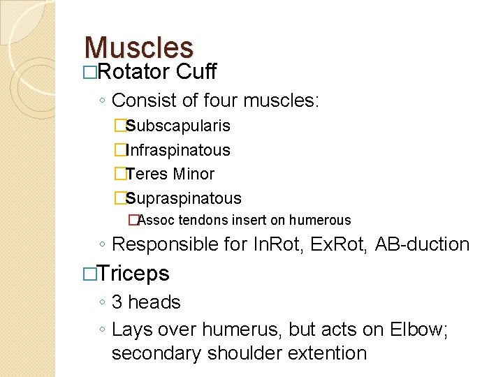 Muscles �Rotator Cuff ◦ Consist of four muscles: �Subscapularis �Infraspinatous �Teres Minor �Supraspinatous �Assoc