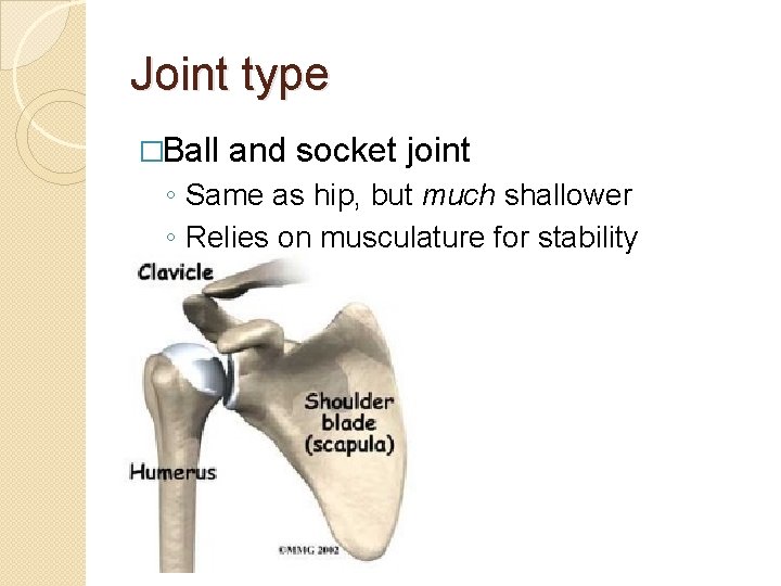 Joint type �Ball and socket joint ◦ Same as hip, but much shallower ◦