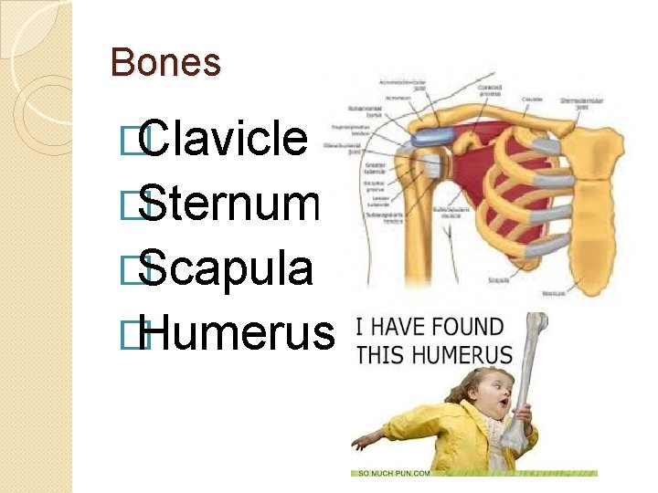 Bones �Clavicle �Sternum �Scapula �Humerus 