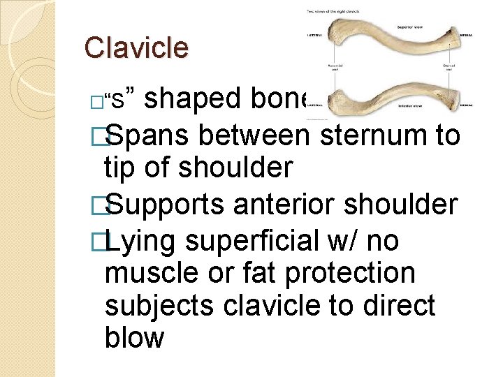Clavicle ” shaped bone �Spans between sternum to tip of shoulder �Supports anterior shoulder