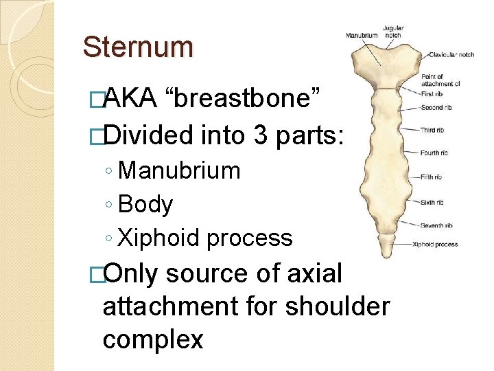 Sternum �AKA “breastbone” �Divided into 3 parts: ◦ Manubrium ◦ Body ◦ Xiphoid process