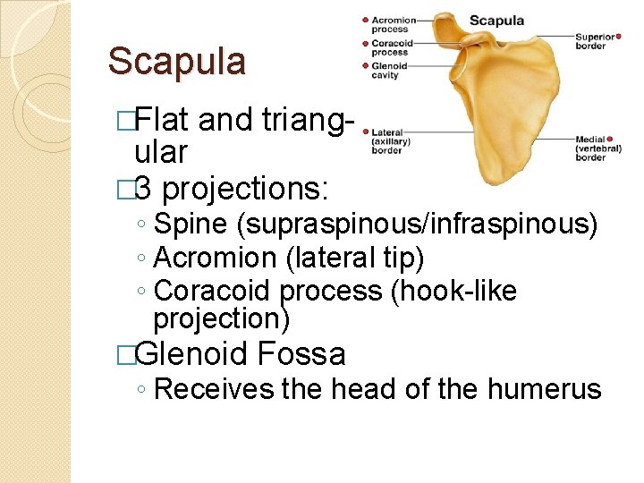 Scapula �Flat and triang- ular � 3 projections: ◦ Spine (supraspinous/infraspinous) ◦ Acromion (lateral