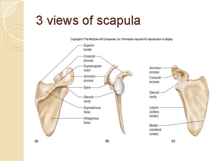 3 views of scapula 