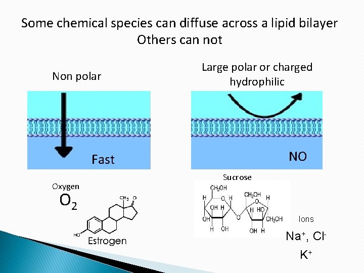 Some chemical species can diffuse across a lipid bilayer Others can not Non polar