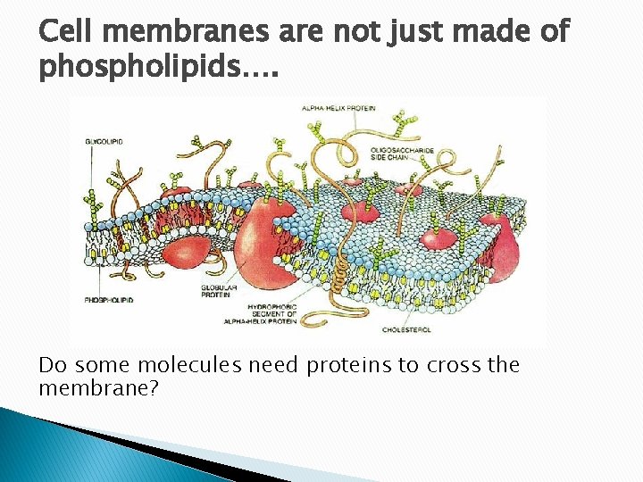 Cell membranes are not just made of phospholipids…. Do some molecules need proteins to