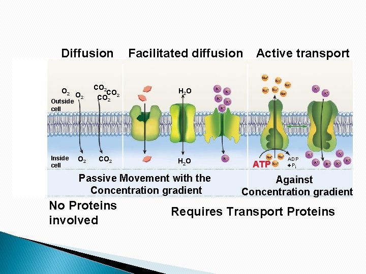 Diffusion O 2 Outside cell Inside cell O 2 Facilitated diffusion CO 2 CO