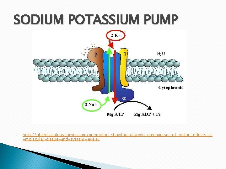 SODIUM POTASSIUM PUMP • http: //pharmacologycorner. com/animation-showing-digoxin-mechanism-of-action-effects-at -molecular-tissue-and-system-levels/ 