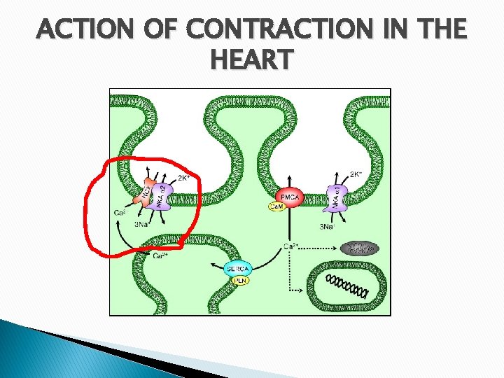 ACTION OF CONTRACTION IN THE HEART 