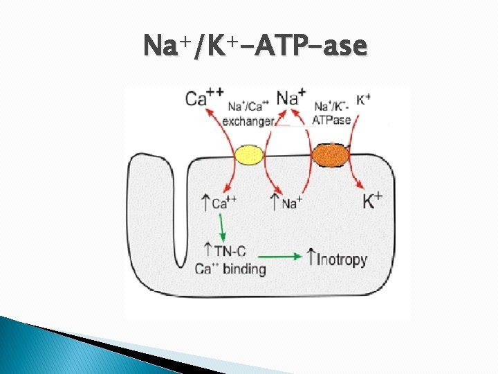 Na+/K+-ATP-ase 