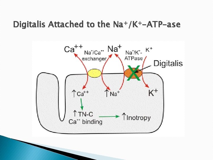 Digitalis Attached to the Na+/K+-ATP-ase 