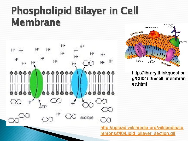Phospholipid Bilayer in Cell Membrane http: //library. thinkquest. or g/C 004535/cell_membran es. html http: