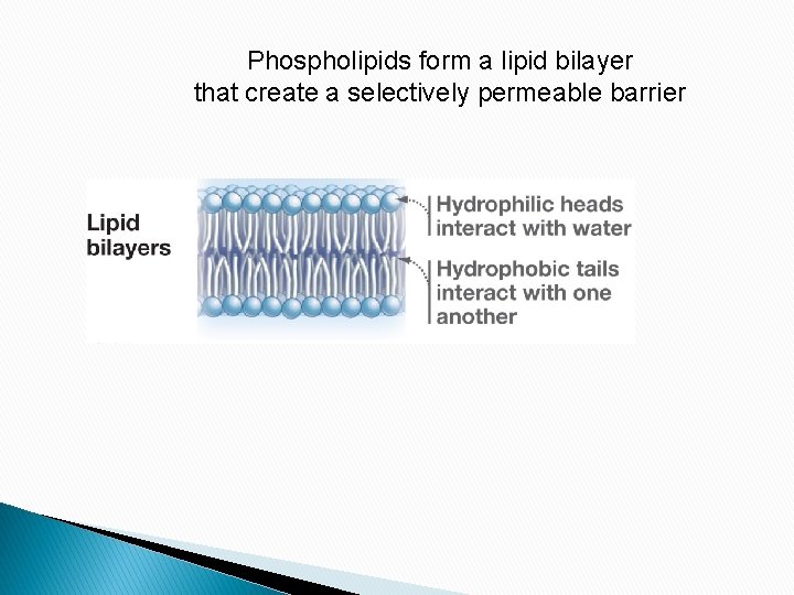 Phospholipids form a lipid bilayer that create a selectively permeable barrier 