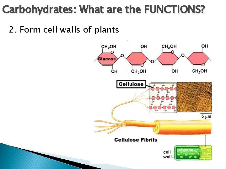 Carbohydrates: What are the FUNCTIONS? 2. Form cell walls of plants 