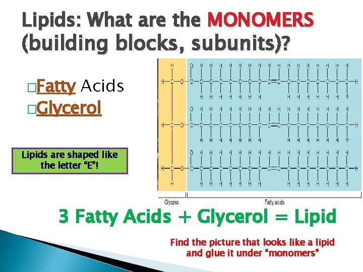 Lipids: What are the MONOMERS (building blocks, subunits)? �Fatty Acids �Glycerol Lipids are shaped