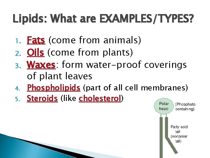 Lipids: What are EXAMPLES/TYPES? 1. 2. 3. 4. 5. Fats (come from animals) Oils