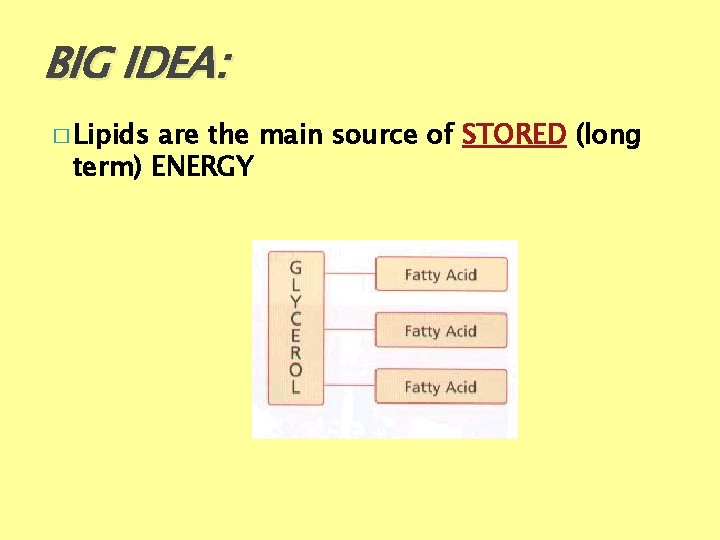 BIG IDEA: � Lipids are the main source of STORED (long term) ENERGY 