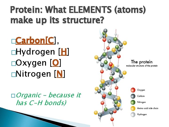 Protein: What ELEMENTS (atoms) make up its structure? �Carbon[C], �Hydrogen [H] �Oxygen [O] �Nitrogen