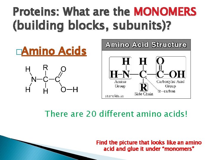 Proteins: What are the MONOMERS (building blocks, subunits)? �Amino Acids There are 20 different