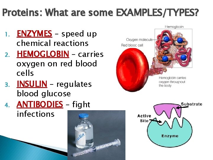Proteins: What are some EXAMPLES/TYPES? 1. 2. 3. 4. ENZYMES – speed up chemical
