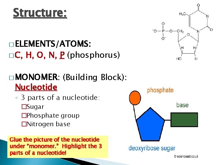 Structure: � ELEMENTS/ATOMS: � C, H, O, N, P (phosphorus) � MONOMER: Nucleotide (Building