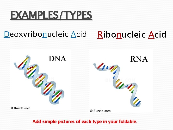 EXAMPLES/TYPES Deoxyribonucleic Acid Ribonucleic Acid Add simple pictures of each type in your foldable.