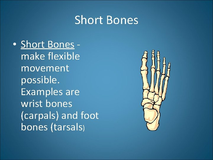 Short Bones • Short Bones make flexible movement possible. Examples are wrist bones (carpals)
