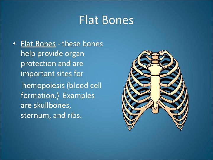 Flat Bones • Flat Bones - these bones help provide organ protection and are