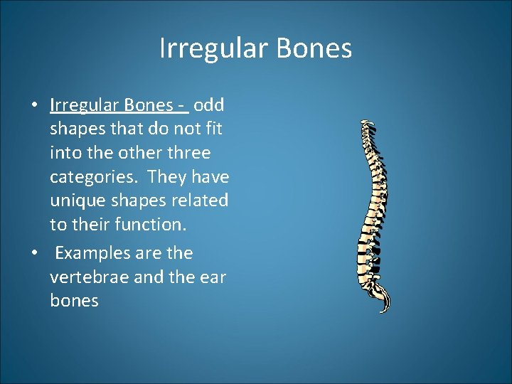 Irregular Bones • Irregular Bones - odd shapes that do not fit into the