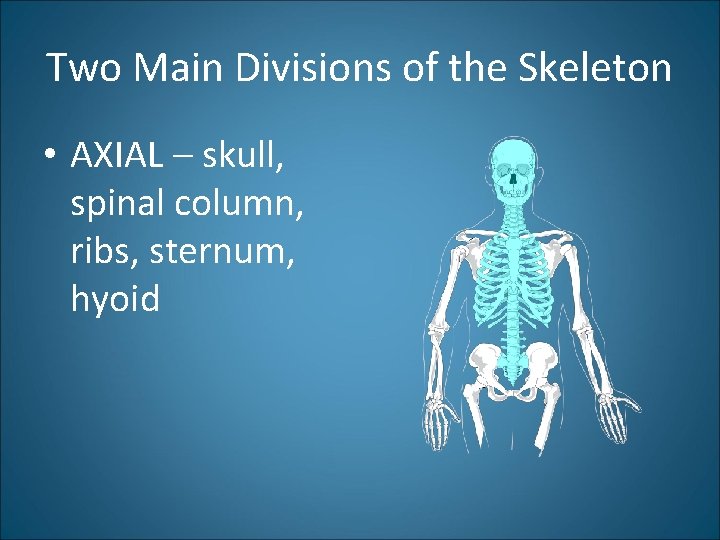 Two Main Divisions of the Skeleton • AXIAL – skull, spinal column, ribs, sternum,