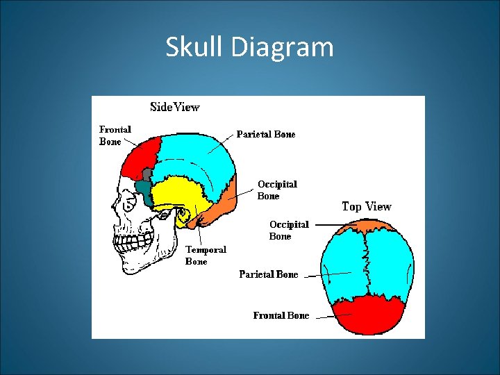 Skull Diagram 
