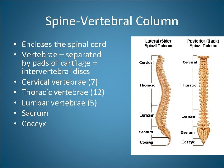 Spine-Vertebral Column • Encloses the spinal cord • Vertebrae – separated by pads of