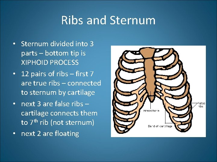 Ribs and Sternum • Sternum divided into 3 parts – bottom tip is XIPHOID