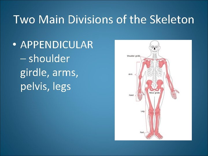 Two Main Divisions of the Skeleton • APPENDICULAR – shoulder girdle, arms, pelvis, legs