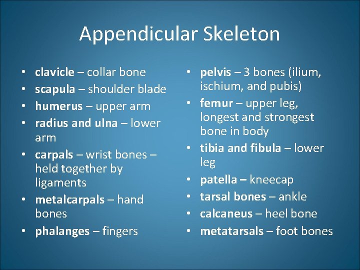 Appendicular Skeleton clavicle – collar bone scapula – shoulder blade humerus – upper arm