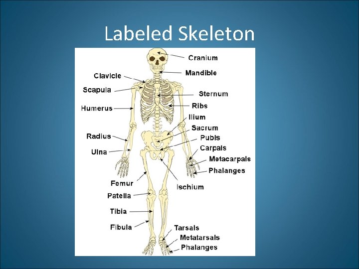 Labeled Skeleton 