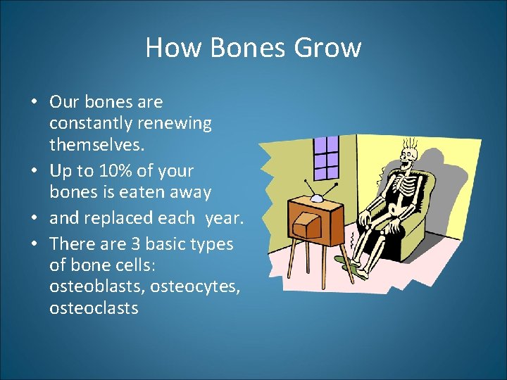 How Bones Grow • Our bones are constantly renewing themselves. • Up to 10%