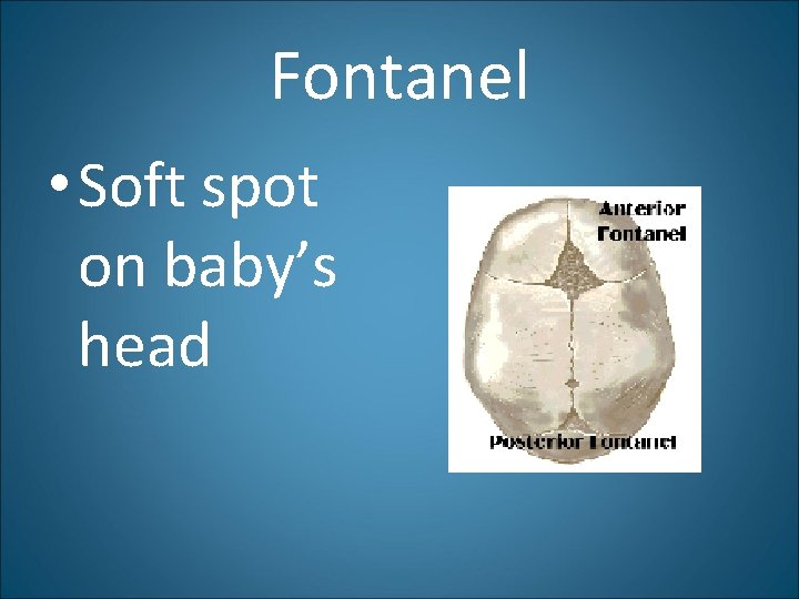 Fontanel • Soft spot on baby’s head 