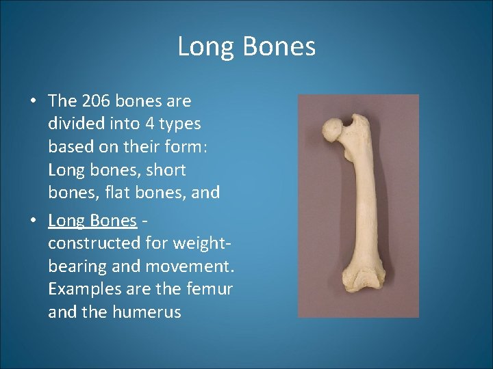 Long Bones • The 206 bones are divided into 4 types based on their