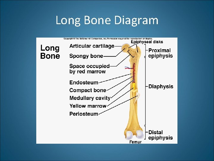 Long Bone Diagram 