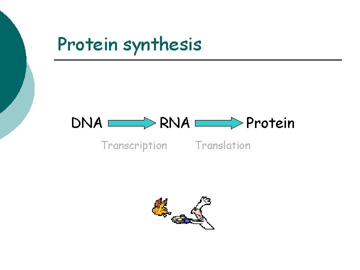 Protein synthesis DNA RNA Transcription Protein Translation 