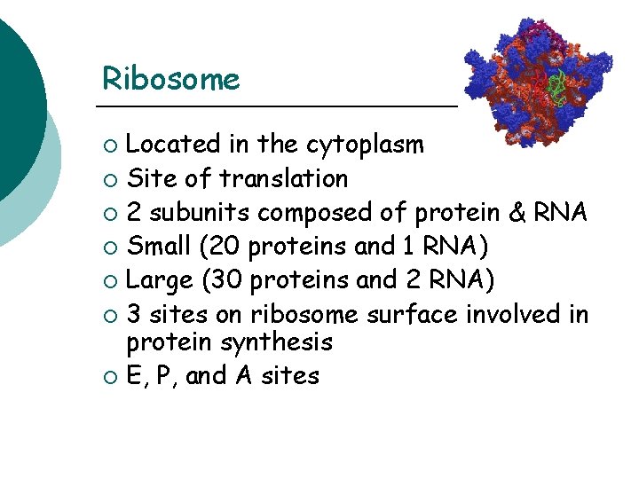 Ribosome Located in the cytoplasm ¡ Site of translation ¡ 2 subunits composed of