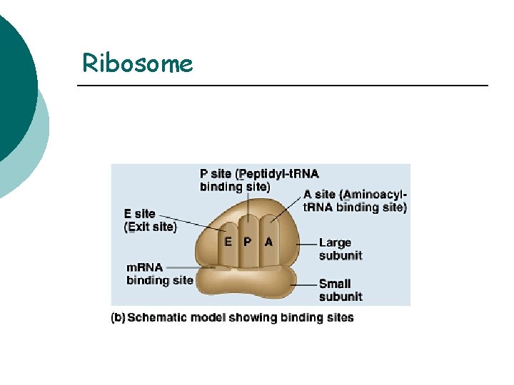 Ribosome 