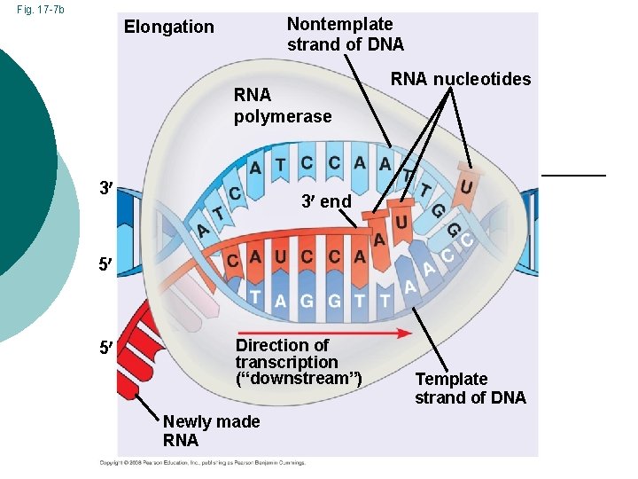 Fig. 17 -7 b Nontemplate strand of DNA Elongation RNA polymerase 3 RNA nucleotides