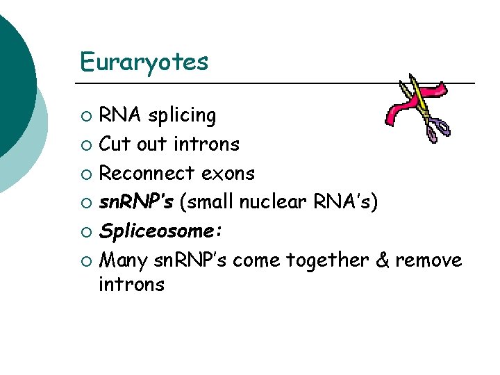 Euraryotes RNA splicing ¡ Cut out introns ¡ Reconnect exons ¡ sn. RNP’s (small