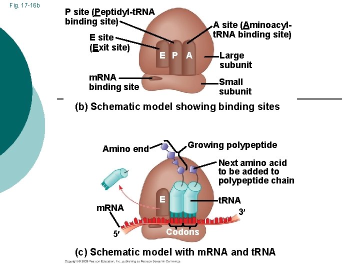 Fig. 17 -16 b P site (Peptidyl-t. RNA binding site) E site (Exit site)